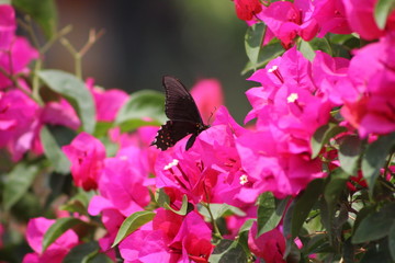 Fototapeta premium flowers in the garden