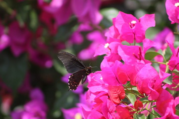 butterfly on flower