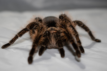 spider on fabric