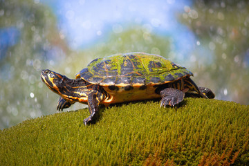Yellow bellied slider turtle in natural environment view