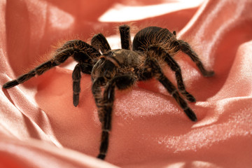 spider on fabric
