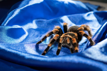spider on cloth