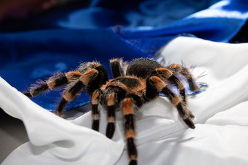 spider on fabric
