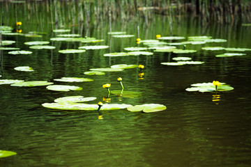 Obraz na płótnie Canvas Flower and leaves of Yellow Water-lily Nuphar lutea. In the lake
