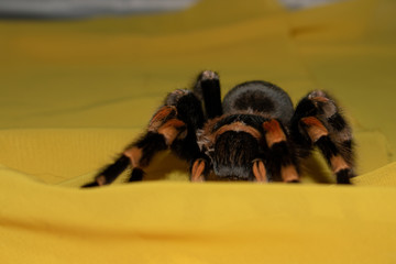 spider on fabric
