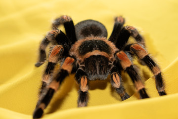 spider on fabric