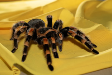 spider on fabric
