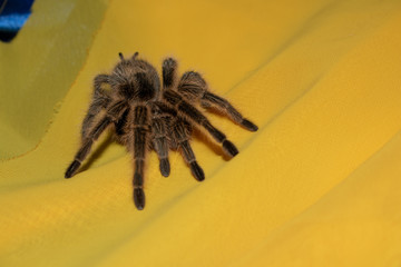 spider on cloth