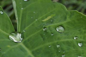 Rocío de agua sobre la planta