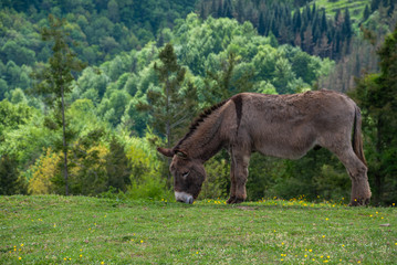 Brown donkey grazing in a meadow, with forest background, in spring. Albiztur, Basque Country, Spain, Europe