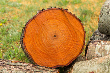 A cut of a tree trunk with annual rings