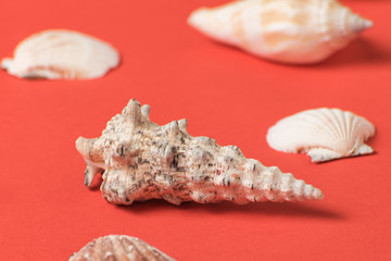 Seashells on the background of living coral. Close up. Marine concept