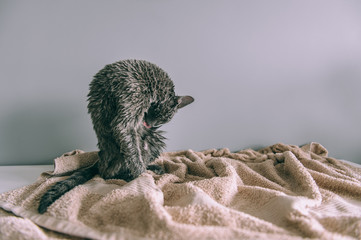 Just washed funny wet furry cute kitten after bath licking itself on gray background. Pets and lifestyle concept.  Lovely fluffy russian blue cat after washing toned portrait.