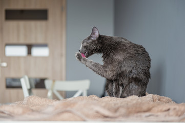 Just washed funny wet furry cute kitten after bath licking itself on gray background. Pets and...