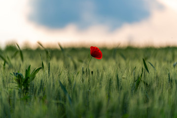Poppy in the wheat field