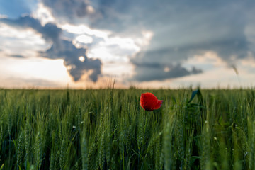 Poppy in the wheat field