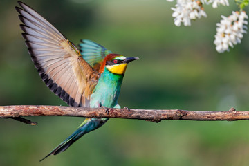 beautiful wild bird flapping its wings