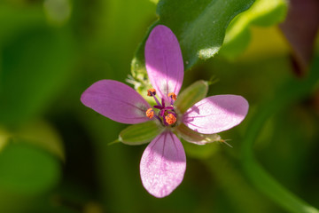 Fototapeta premium Close-up (macrophotography) of purple flower in garden