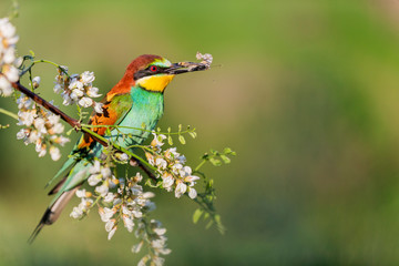 beautiful wild bird sits on a branch of an acacia with a butterfly in its beak