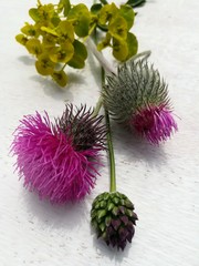 close-up photo of wild Thistle flowers purple on white background