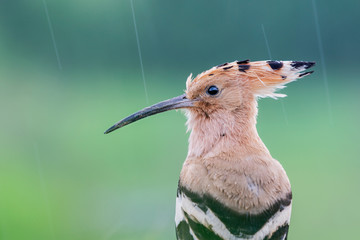 hoopoe portrait during the rain