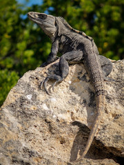 Iguana on rock