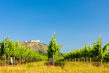 Obraz premium vineyards, castle Devicky, Palava, Moravia region, Czech Republic