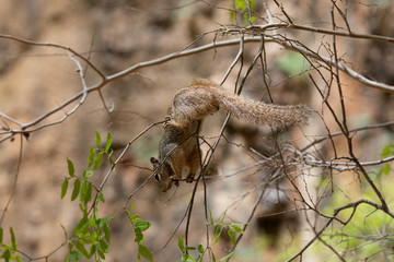 Eichhörnchen