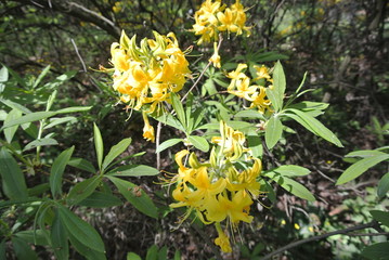  rhododendron, flower, yellow, nature, flowers, spring, green, garden, summer, plant, flowering, flora, meadow, leaf, petal, beauty, floral, plants, beautiful