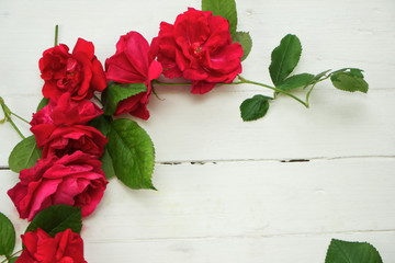 Rote Rosen im Bogen auf weißem Hitnergrund