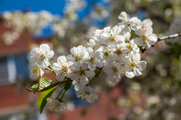 Spring may bloom, the cherry and white colours.