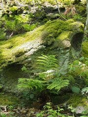 close up of a green moss and lichen covered rock surrounded by ferns and plants in bright spring sunlight on a forest floor