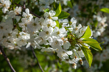 Spring may bloom, the cherry and white colours.