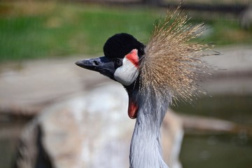 Fototapeta premium Head vertinskogo crane spring