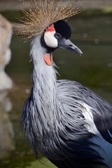 Fototapeta premium Portrait of crowned crane