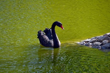 Black swan on the pond on a sunny day