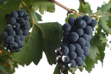 cabernet