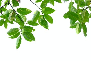 Fototapeta na wymiar Tropical tree leaves on white isolated background for green foliage backdrop 