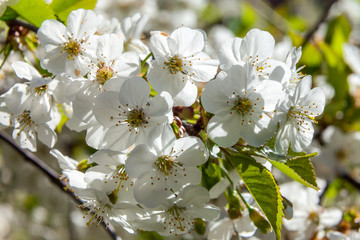 Spring may bloom, the cherry and white colours.