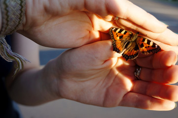 holding a butterfly