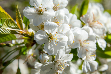 Spring may bloom, the cherry and white colours.