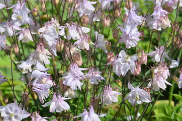Allgemeine Gartenakelei weiss rosa - aquilegia vulgaris 