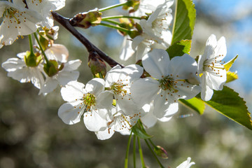 Spring may bloom, the cherry and white colours.