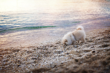 Fototapeta premium Happy pomeranian spitz puppy sitting on the beach at Cote d'Azur