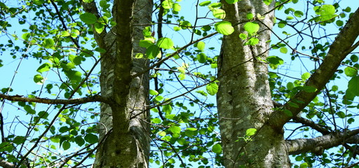 Erle - Laubbaum im Frühling vor blauen Himmel