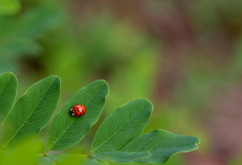 coccinella rossa su foglie verdi primo piano