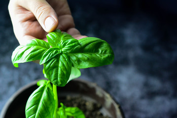 Male hands holding leaves of fresh organic basil. Copy space. Dark background. Lifestyle concept. Horizontal, selective focus.