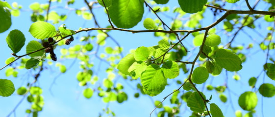 Erle - Laubbaum - Blätterdach im Sonnenschein