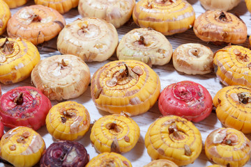 close up view of various gladiolus onions ready for seedling