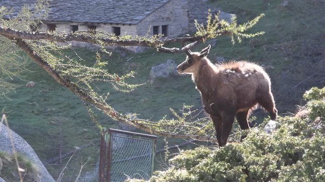 Il giovane camoscio si pulisce le corna strofinandole sul ramo del pino